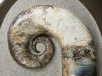 Stunning Russian Heteromorph Ammonite #15584-2